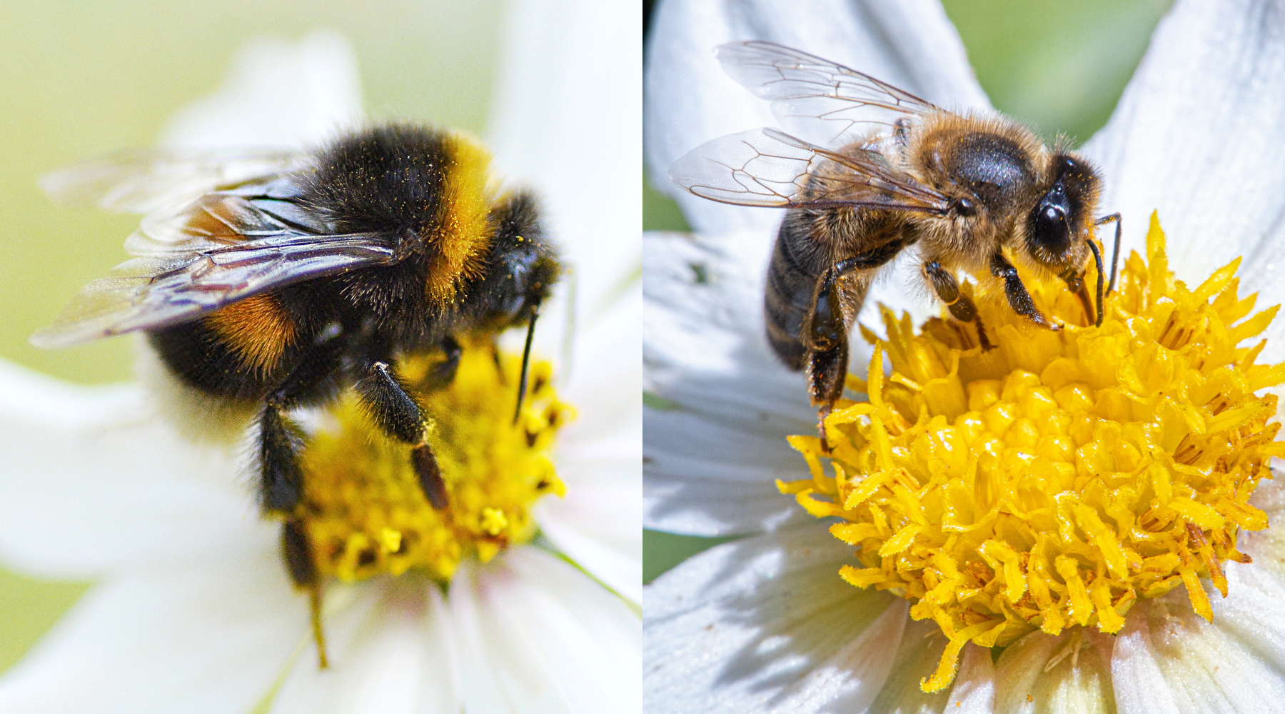 Native bees vs honey bees