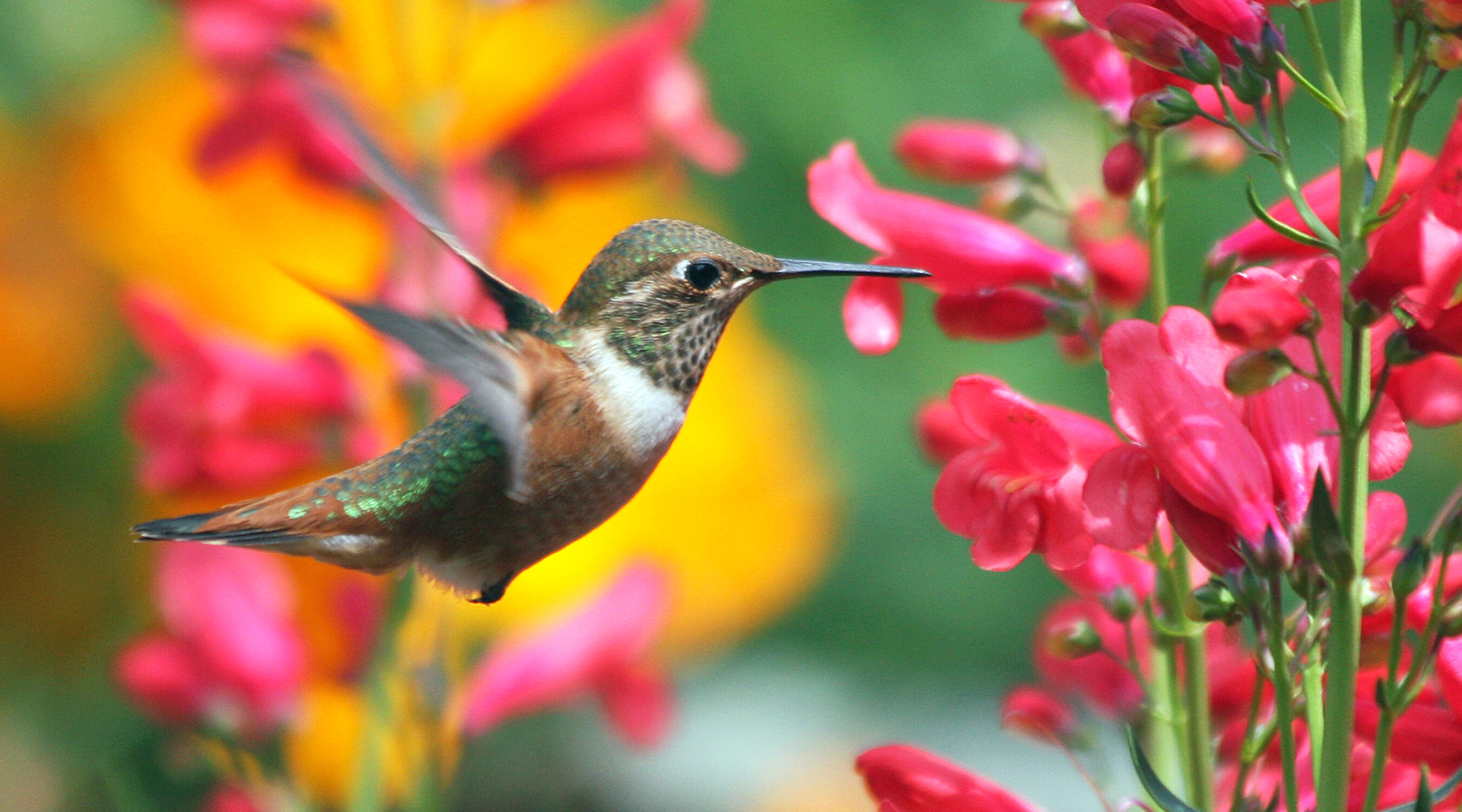 Hummingbird pollinator
