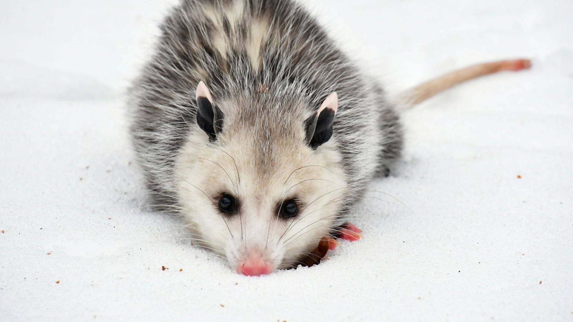 An opossum braving the cold weather - Unraveling the Mystery of Opossum Hibernation