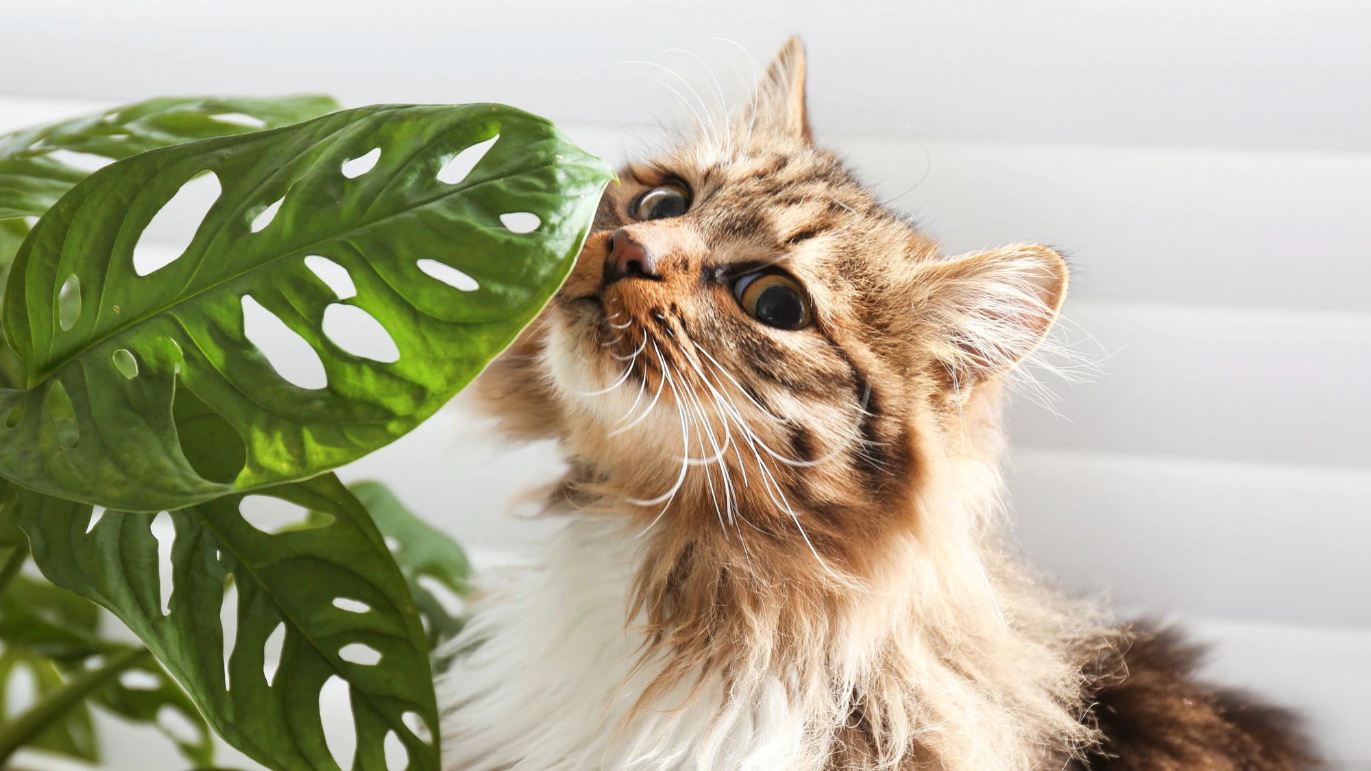 Green Paws: The Ultimate Guide to Cat-Safe Houseplants | BeCause Tees