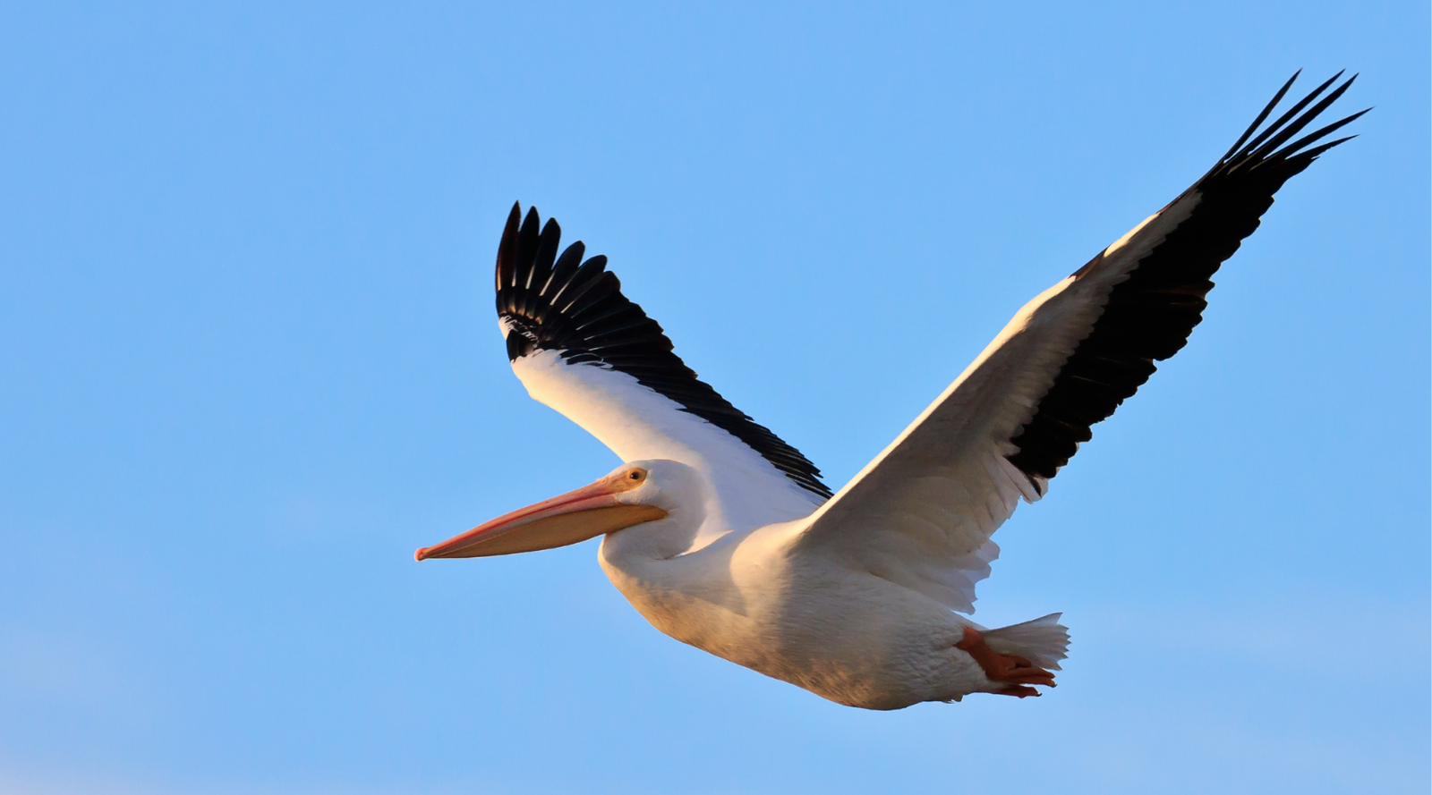 Types of Pelican: an American White Pelican flies across the blue sky