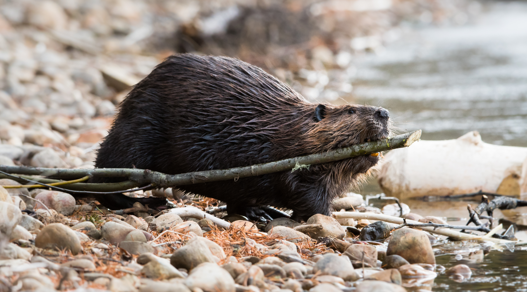 Ecosystem engineer - beaver building a dam