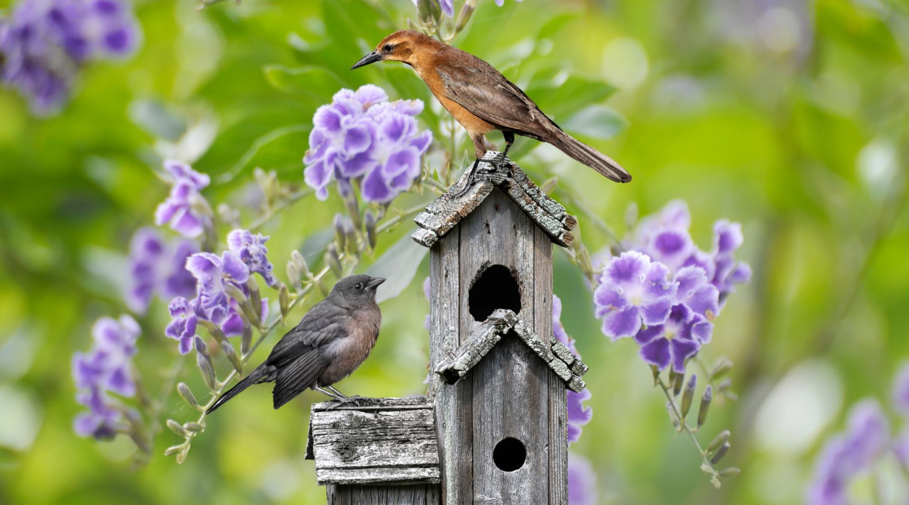 Homes for Birds Week - birds on bird houses