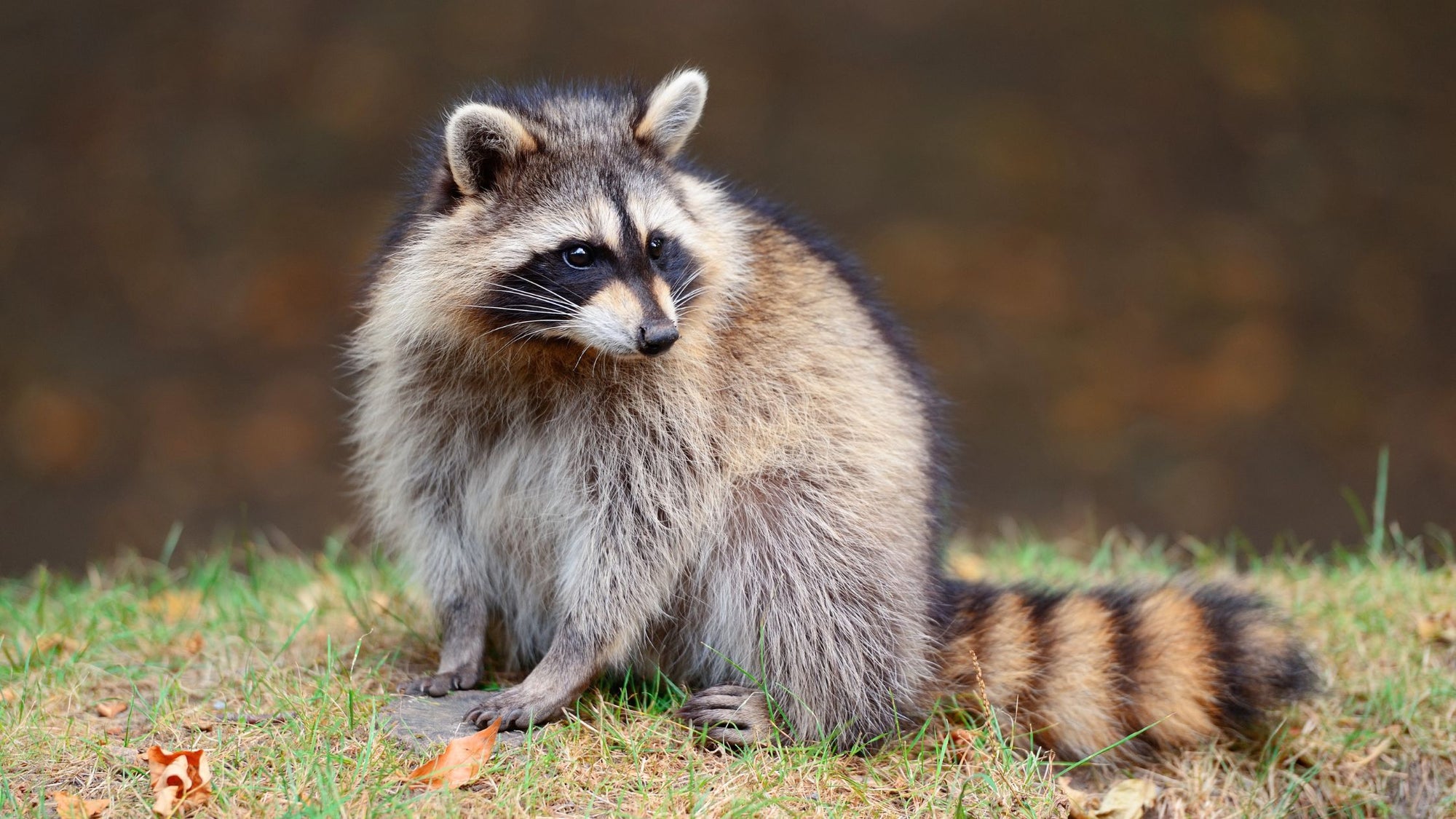 The Quirky World of Scavenger Animals - Raccoons!