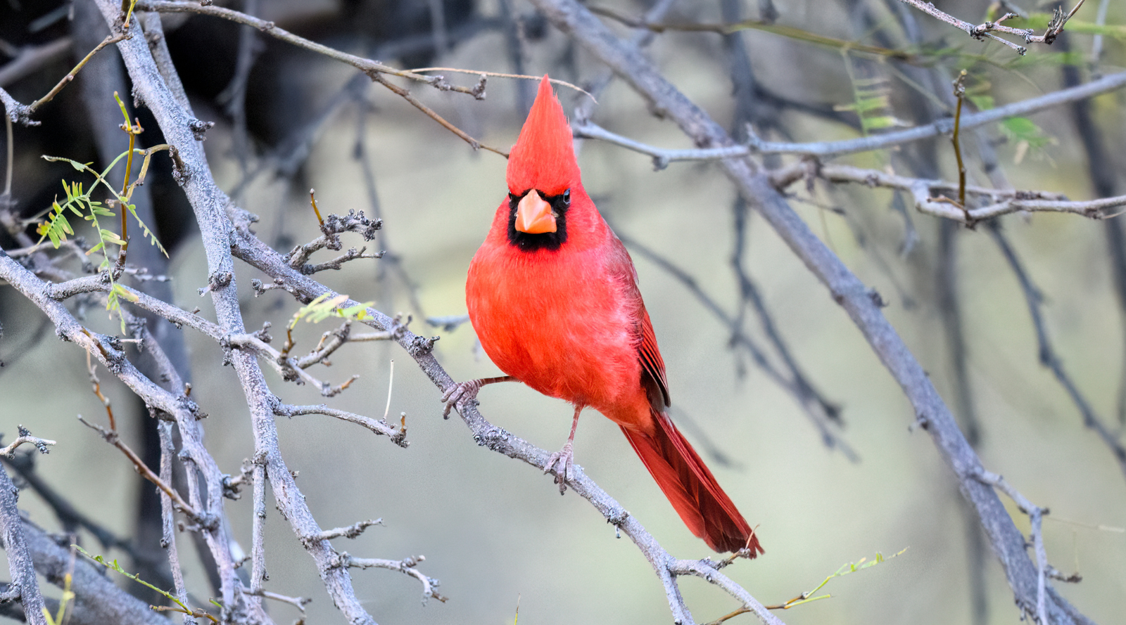 Northern Cardinal perched on bare branches in winter, showcasing bright red plumage — Cardinals facts and backyard birdwatching insights.