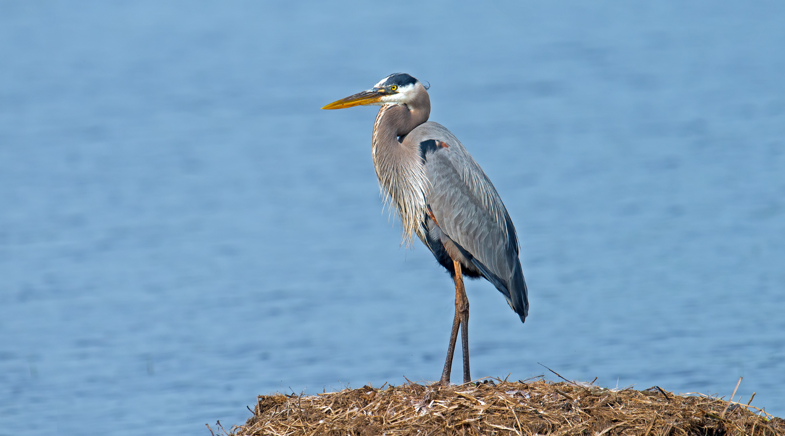 Great Blue Heron Fun Facts, majestic great blue heron standing near blue water with long legs and sharp yellow beak