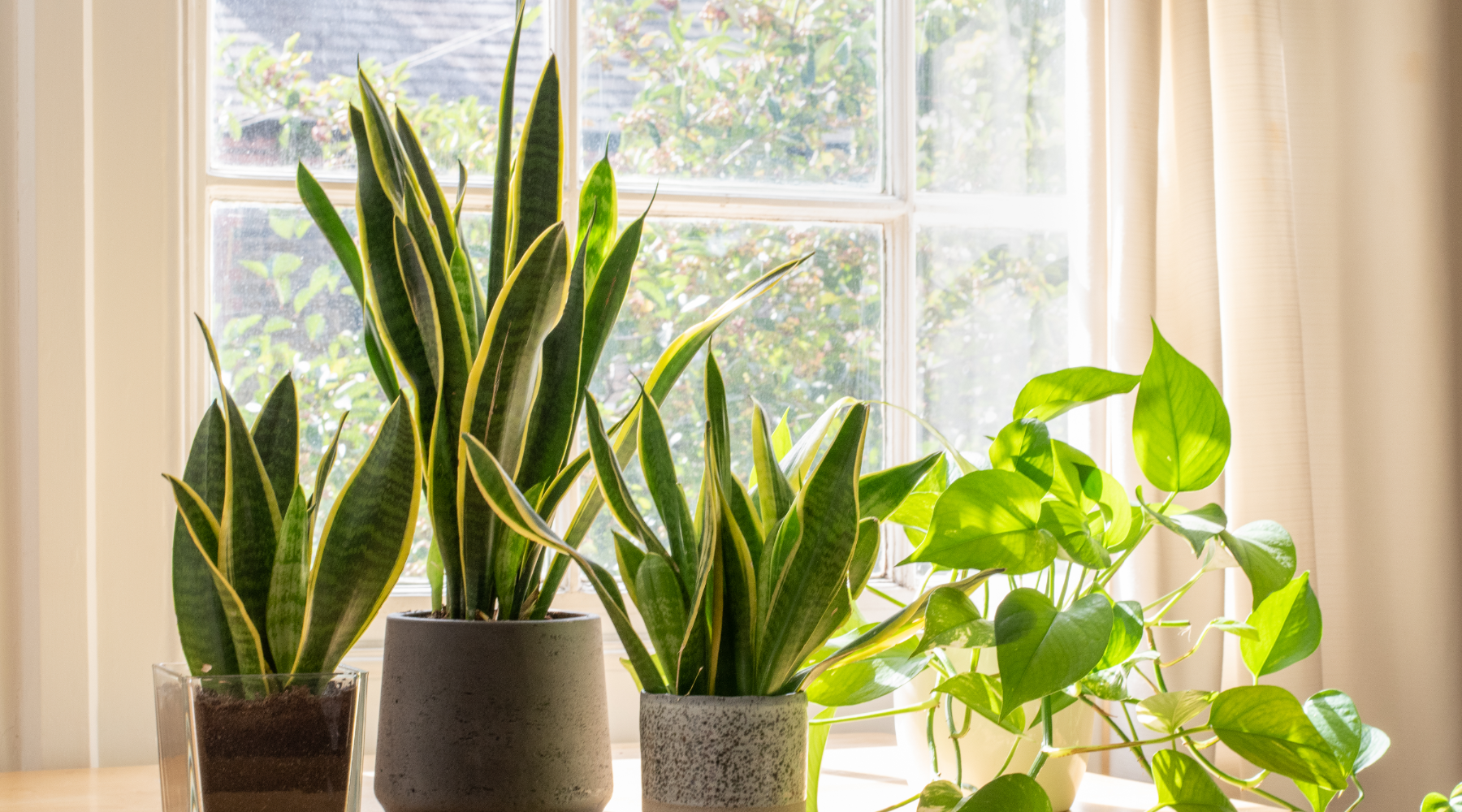 Houseplants for good air quality - snake plants