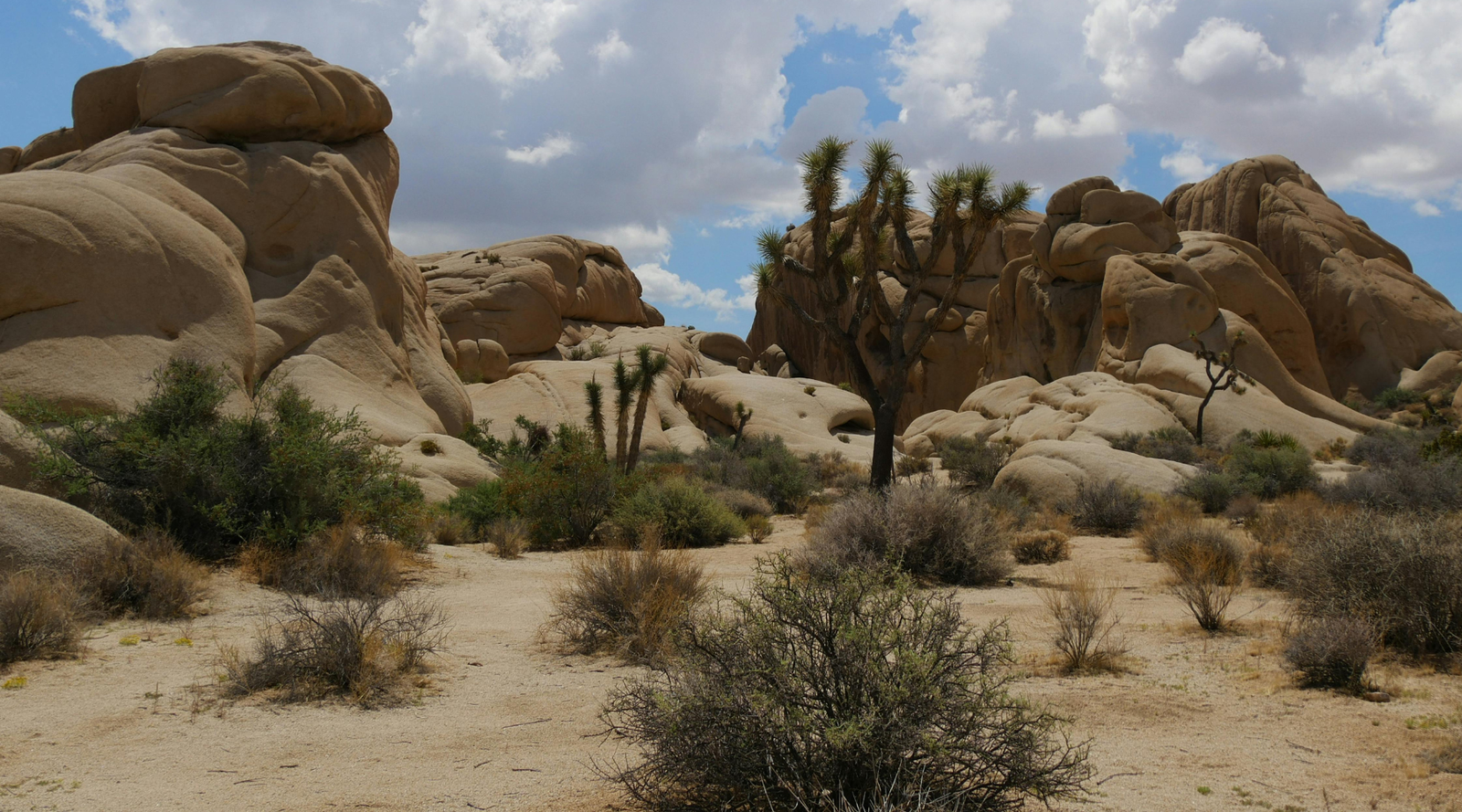 Desert landscape