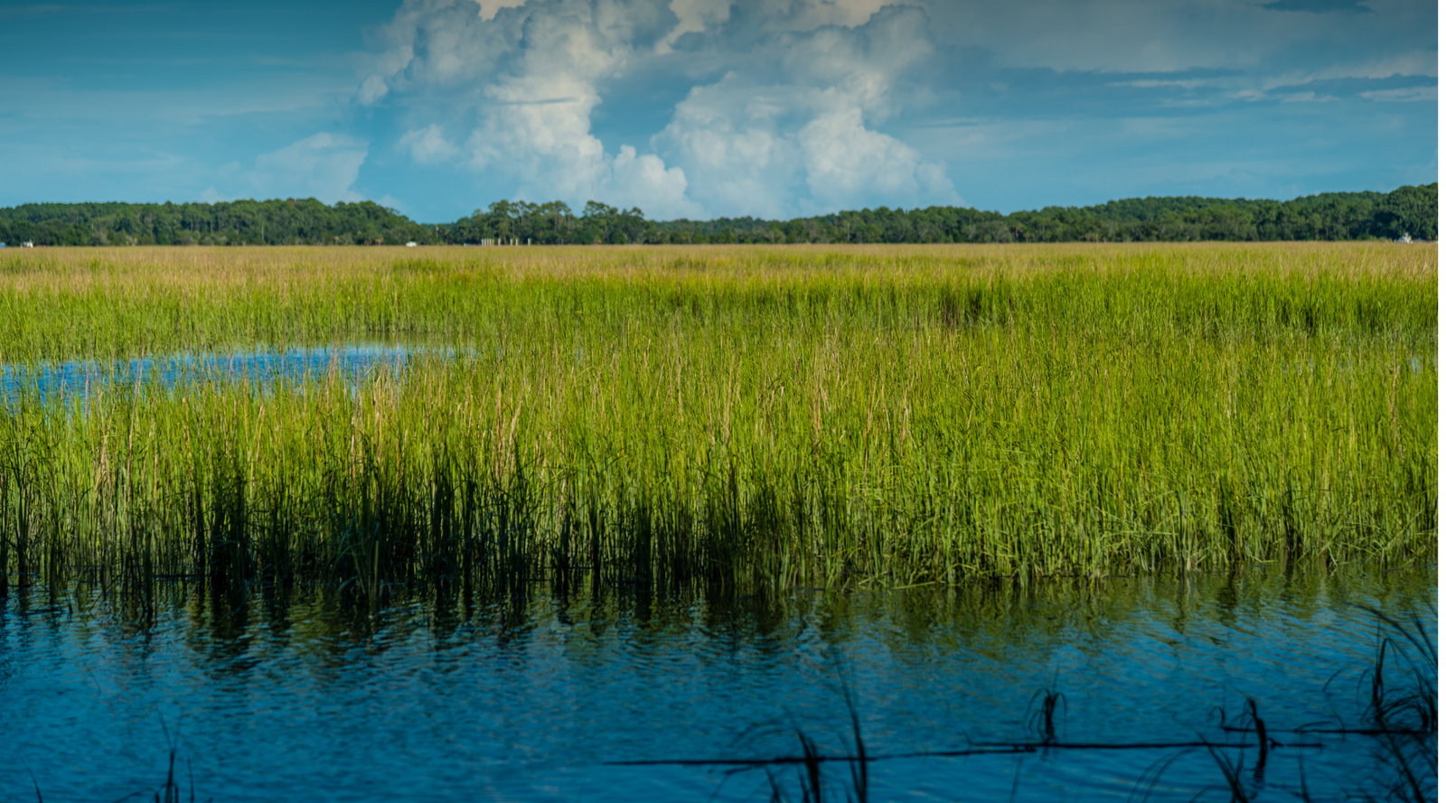 Marsh vs Swamp: What Are the Differences? A vast marsh with green grass and blue water