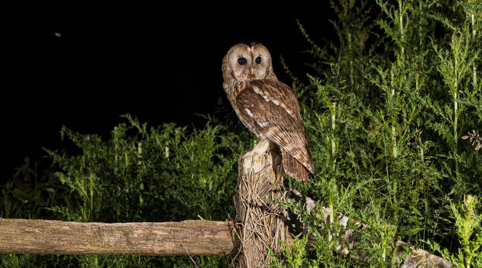 Animals with the Best Night Vision: an owl sits on a fence post at night