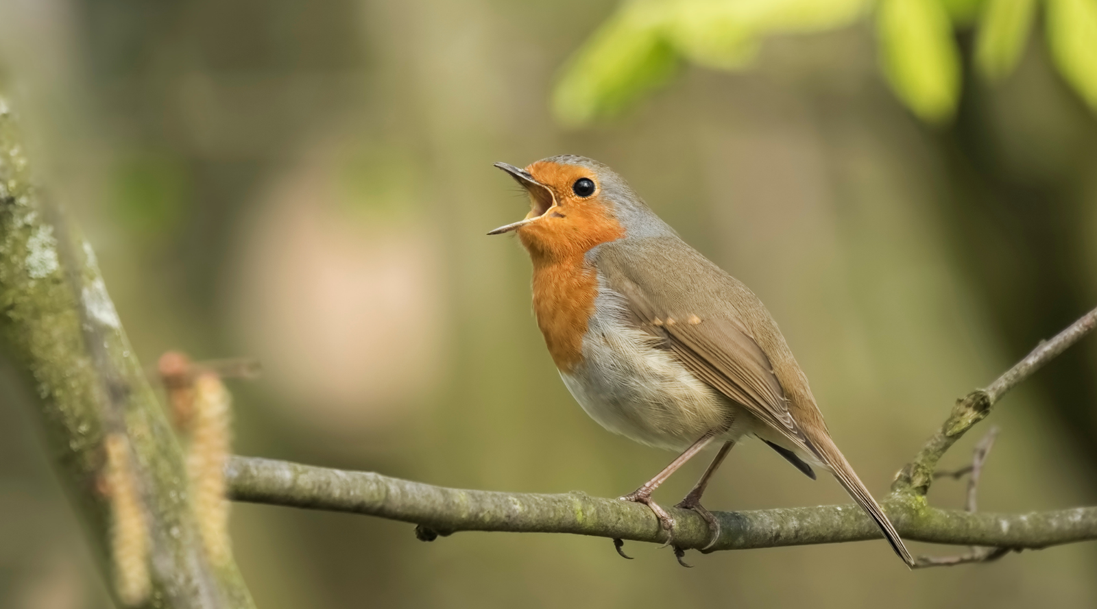 Types of Songbirds: A wren perched on a branch with its beak open as it sings