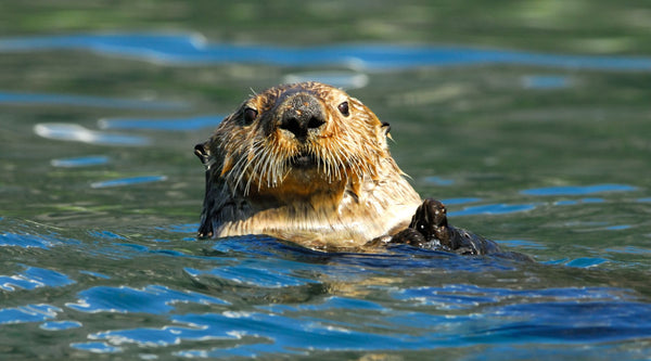10 Sea Otter Fun Facts | BeCause Tees - Because Tees