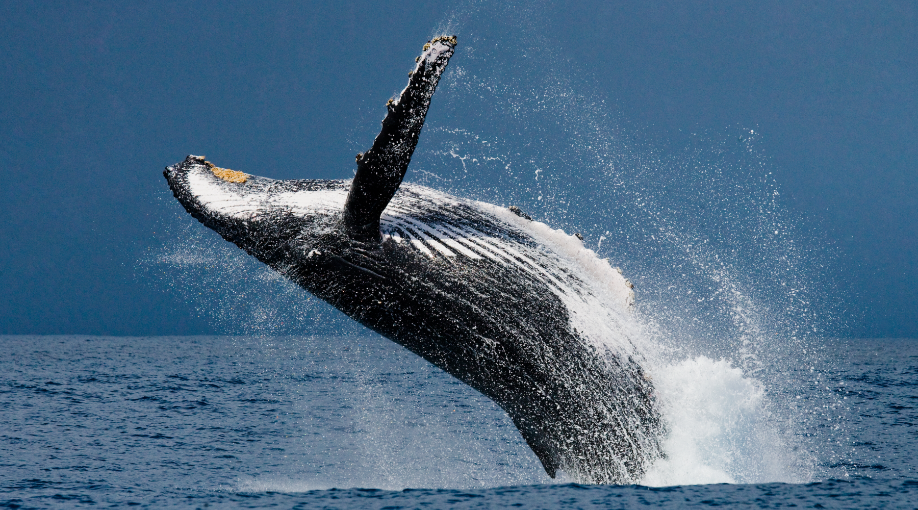 World Whale Day - whale breaching