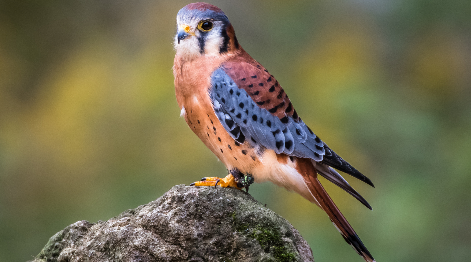 American Kestrel sitting on a rock illustrating kestrel v falcon: what are the differences with size and markings