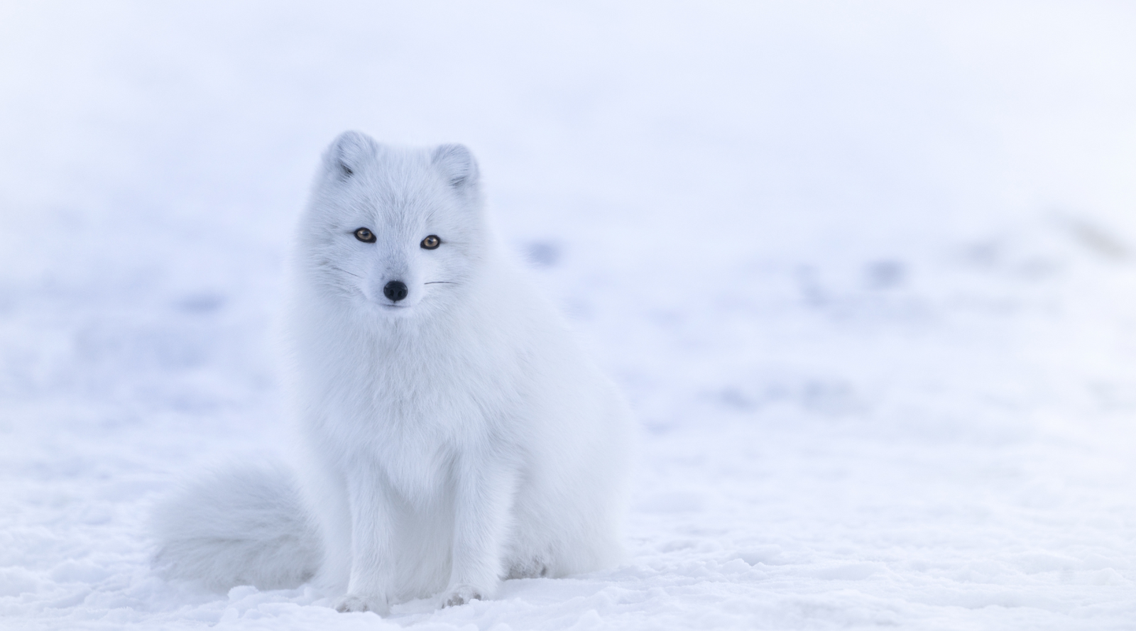 Arctic Fox on snow
