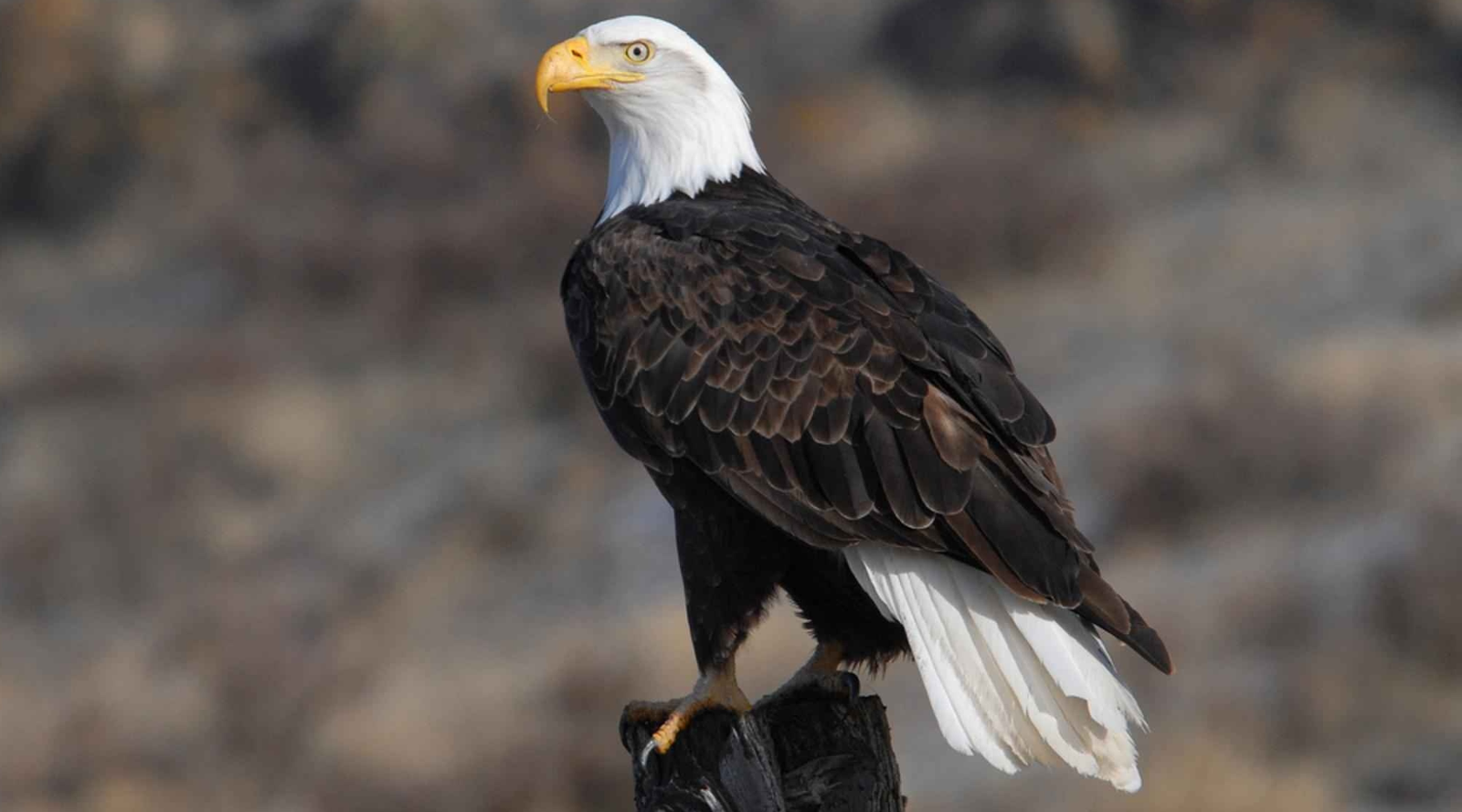 California birds of prey: close up of a bald eagle perched on a branch