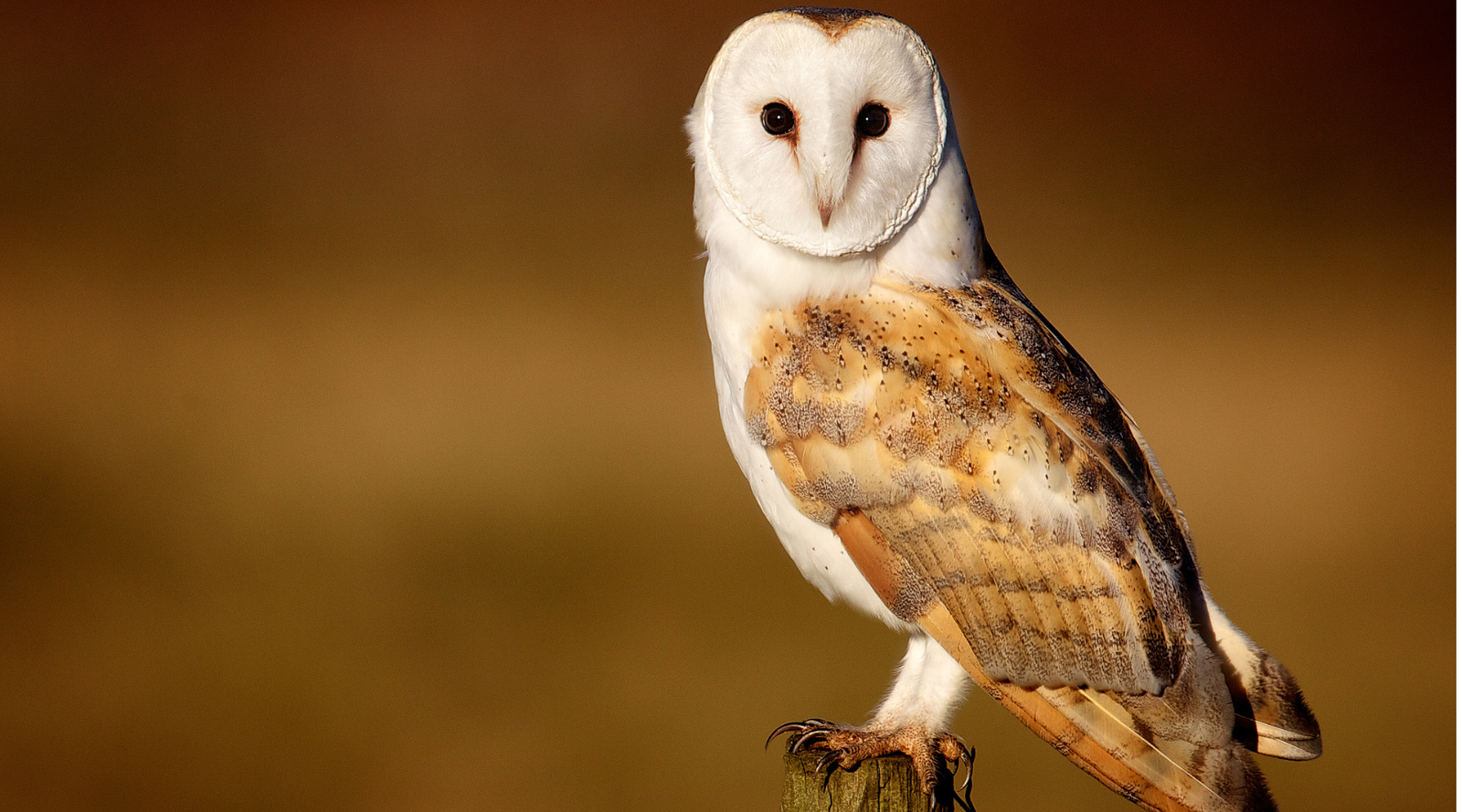 Barred owl vs barn owl: what are the differences? Close up of a barn owl with heart shaped face and golden brown wings perched on a post.