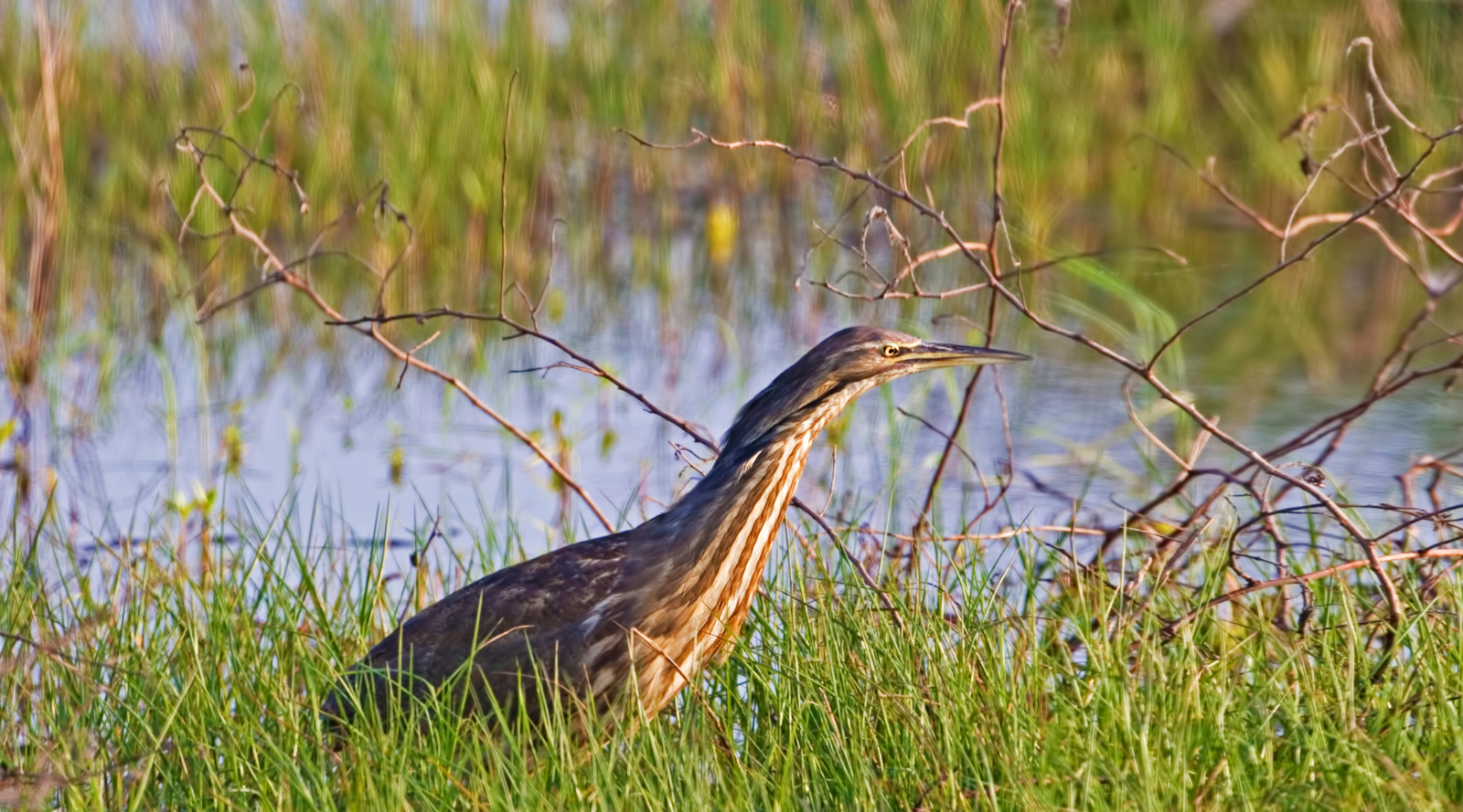 Marsh animals: a bittern bird, standing in grassy wetland habitat near shallow marsh water
