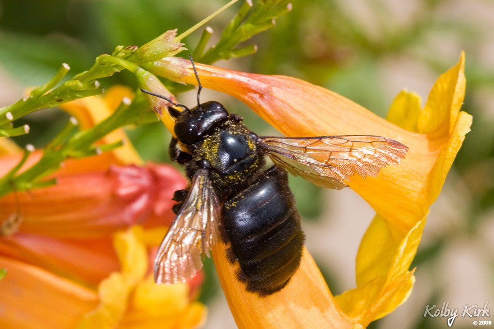 California Native Bees: The Buzzworthy Locals of the Golden State | Because Tees