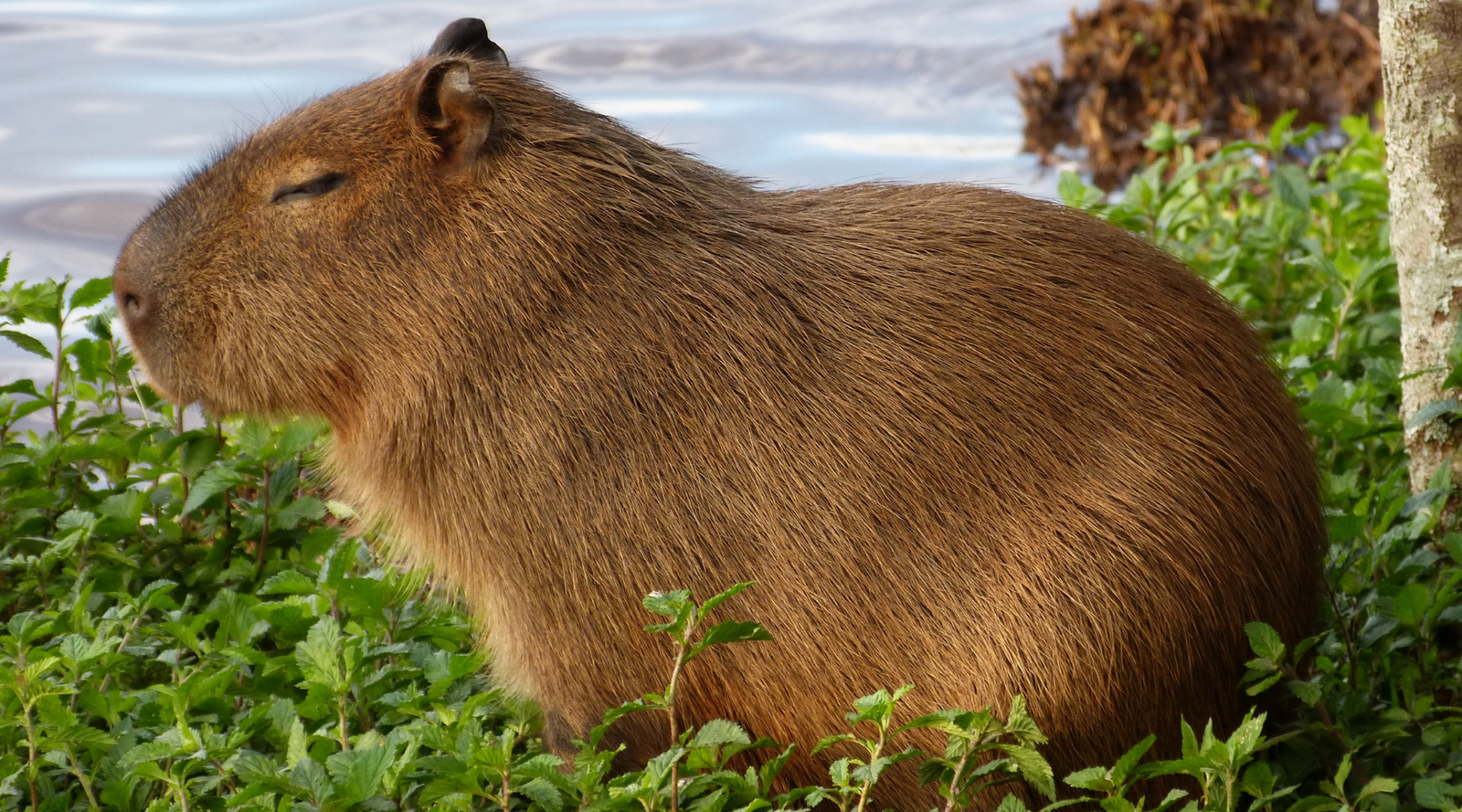 The biggest rodent in the world, a capybara resting near water surrounded by green plants
