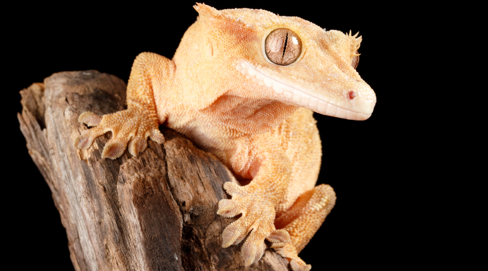 Crested gecko perched on wood with black background