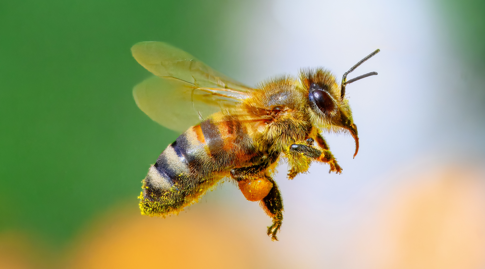 Do bees really have knees? Close-up of a honey bee in flight with visible jointed legs and pollen-covered body