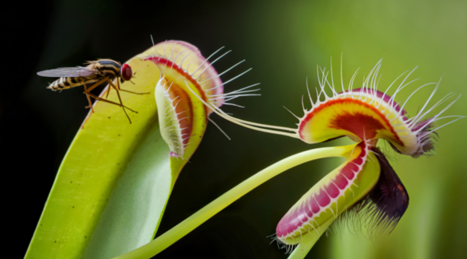 Venus Flytrap Facts: an insect approaches a Venus Flytrap