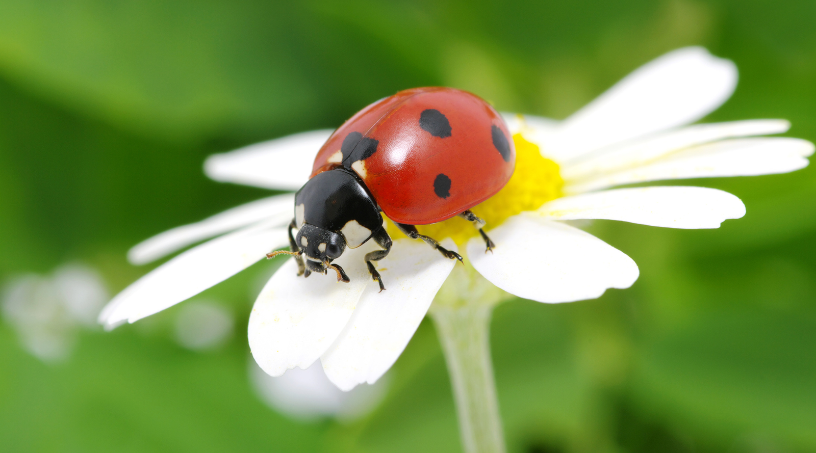 Close-up of a red ladybug with black spots on a white flower, highlighting the benefits of ladybugs for natural pest control in gardens.