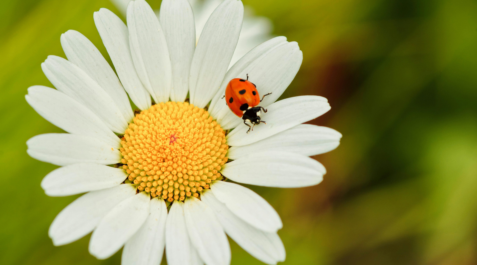 how to attract ladybugs to your garden: a ladybug perched on a white petal of a flower