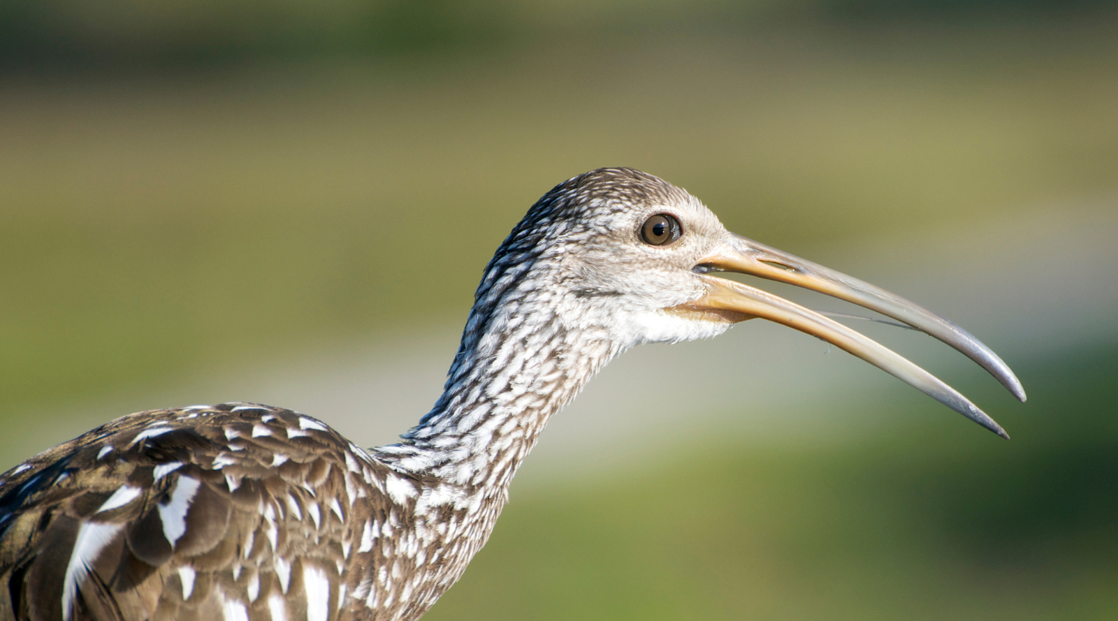 Swamp Birds: close up of a limpkin