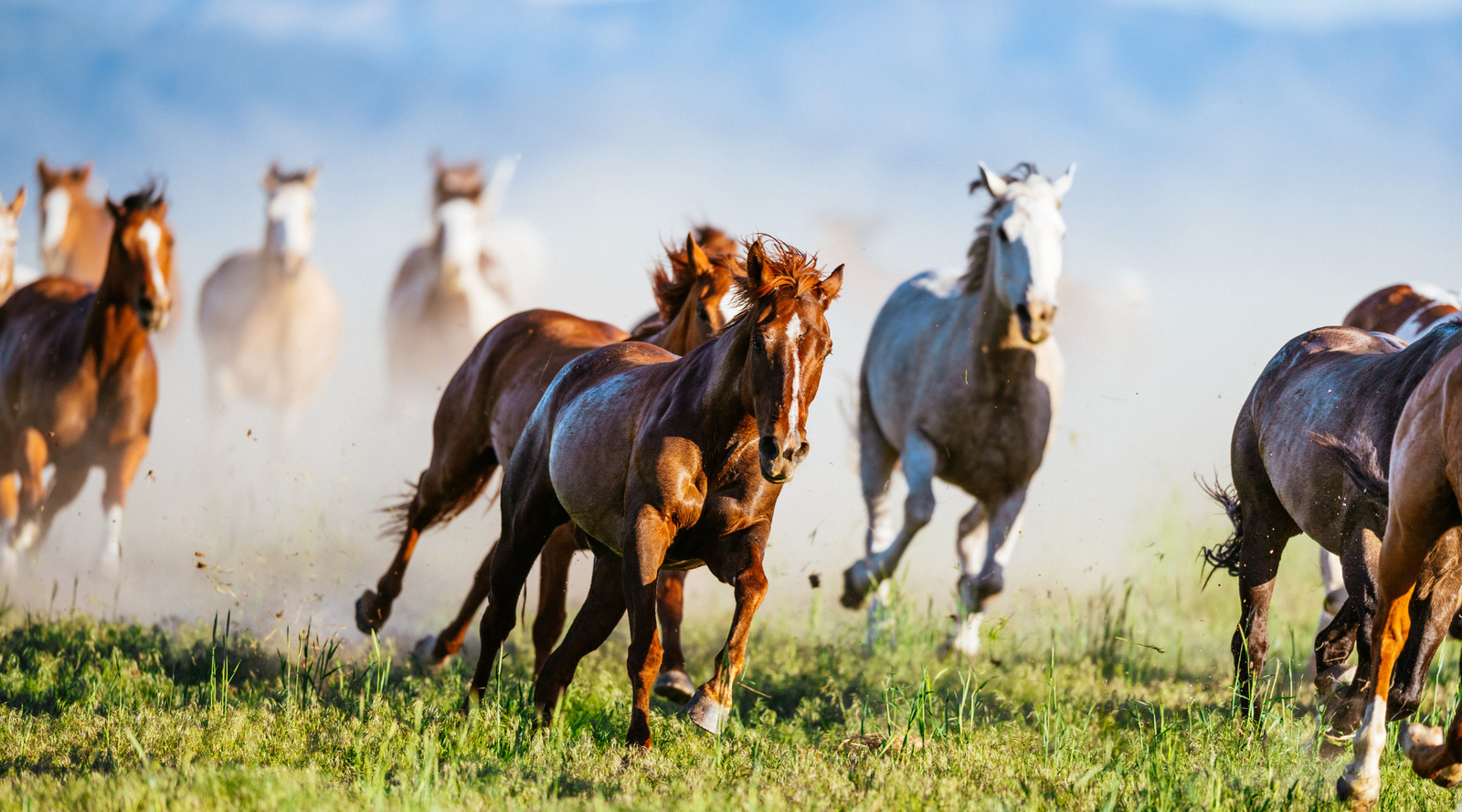 Mustang horses running freely across a grassy plain in the American West