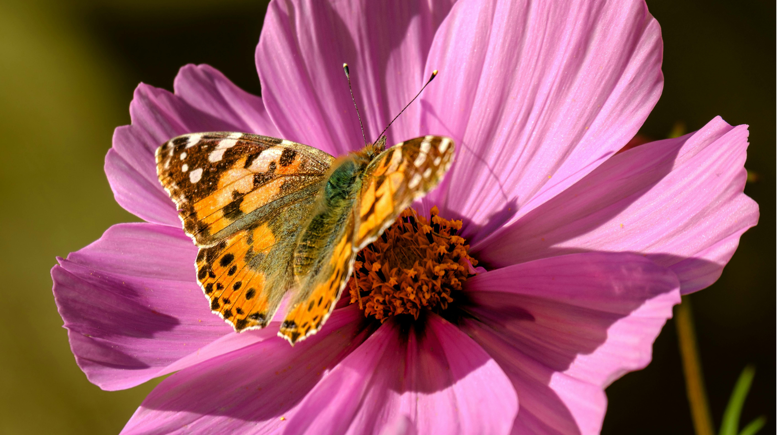 California butterfly on a flower