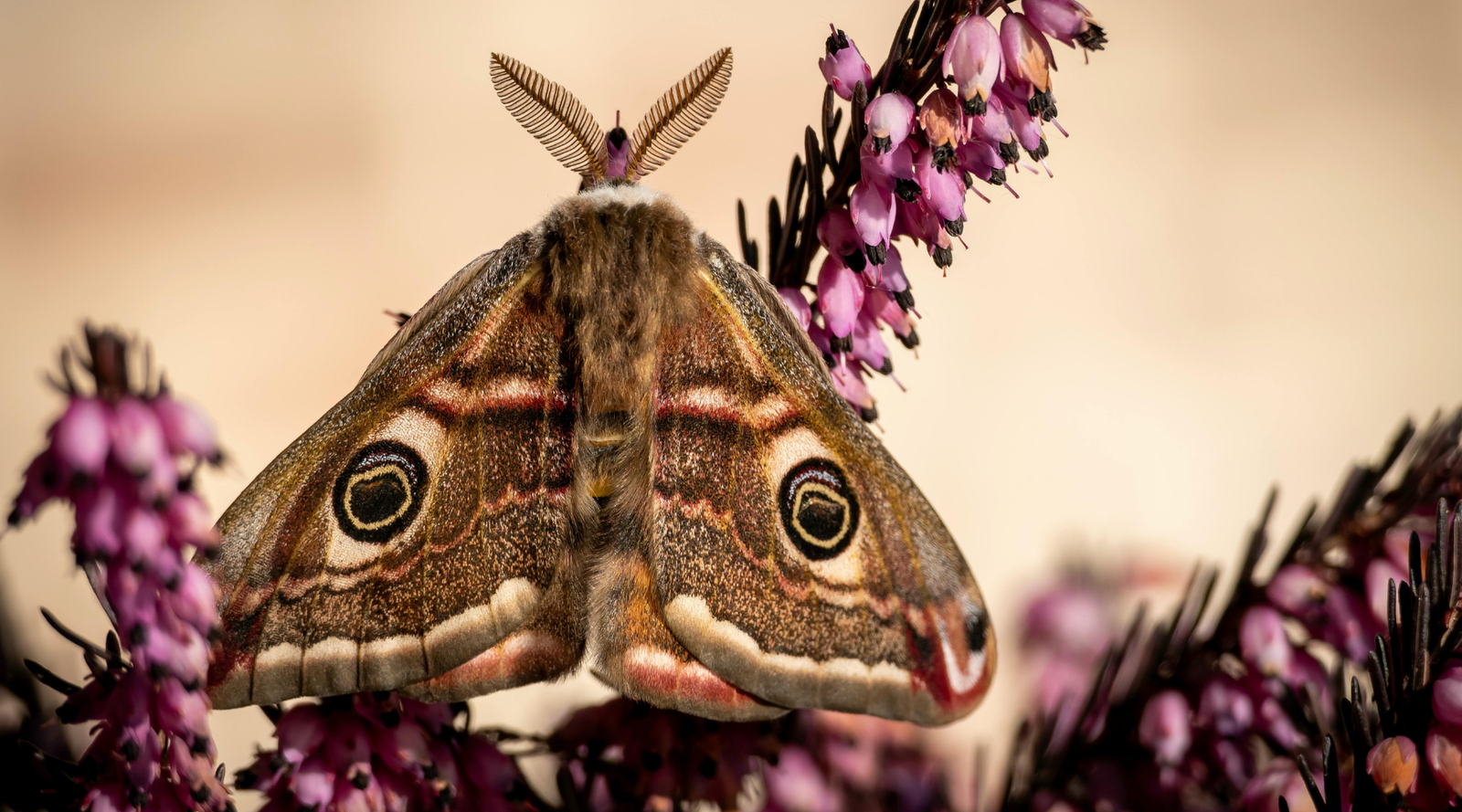 Peacock moth resting on pink flowers, highlighting the benefits of moths as important nighttime pollinators