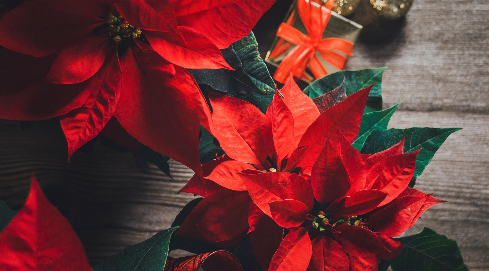 Red poinsettia plants with vibrant bracts and green leaves arranged on a wooden surface, showing their festive color and illustrating how to care for poinsettias.