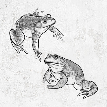 Detailed American Bullfrog drawing for frog-themed apparel