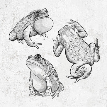 Three illustrated American toads in different poses