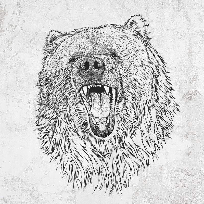 hand-drawn Kodiak Bear Tees and Gifts | Because Tees