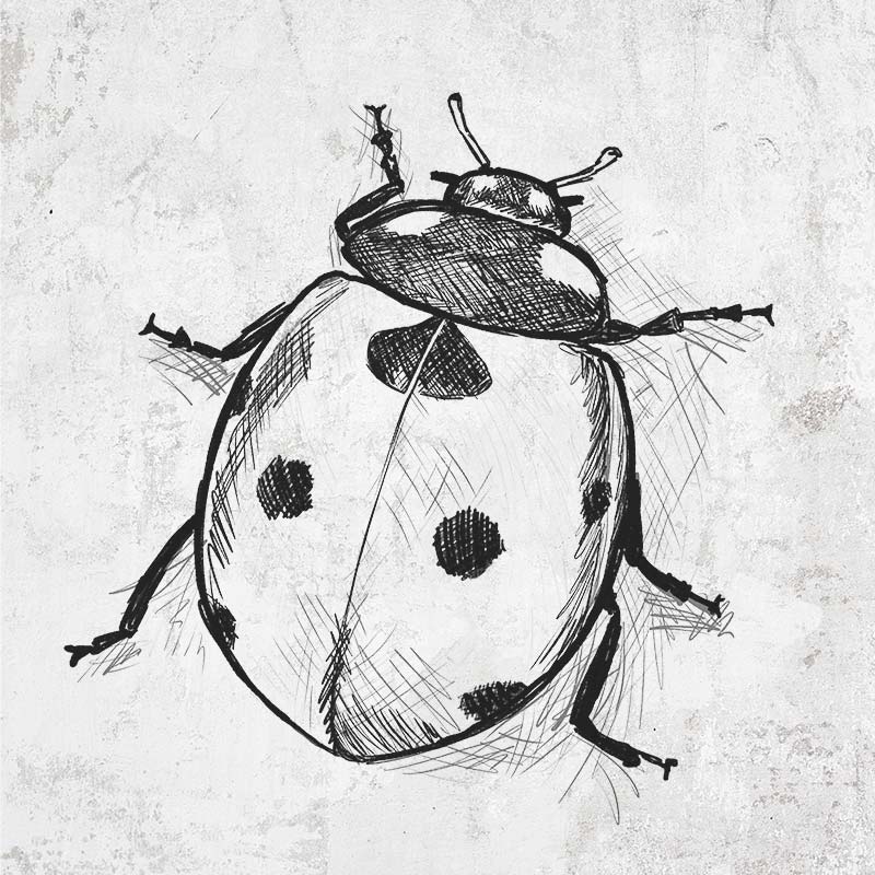Ladybug drawing on ladybug clothing and gifts at BeCause Tees