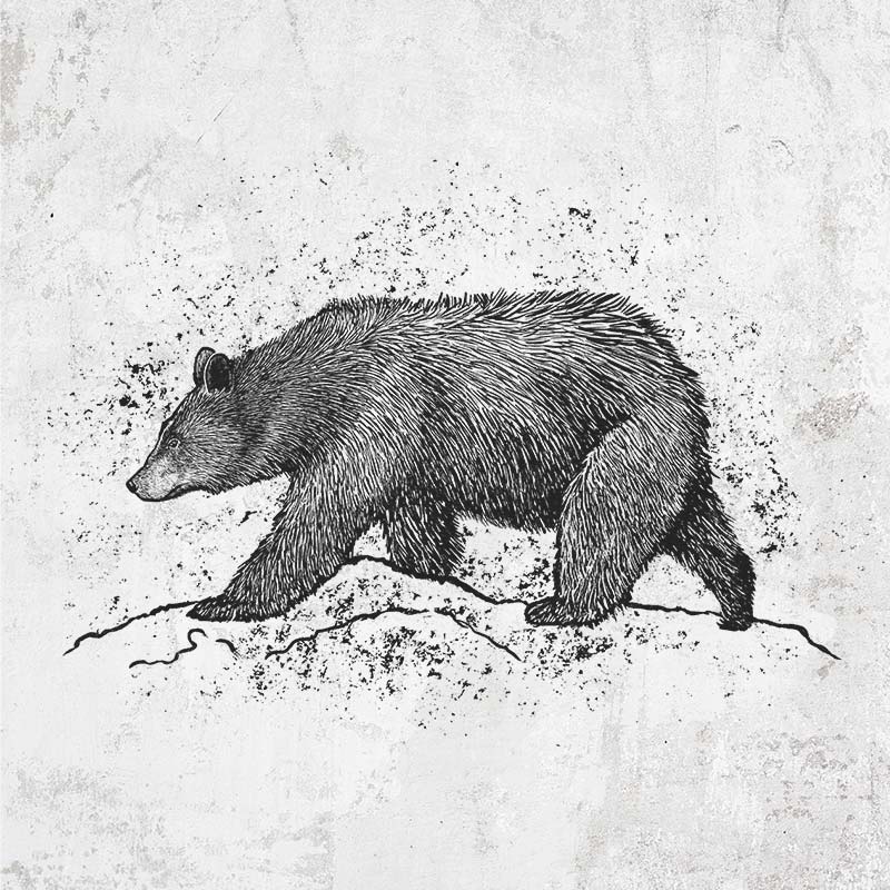 Black Bear