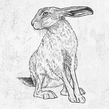 Black-tailed jackrabbit - lepus californicus drawing on clothing and gifts
