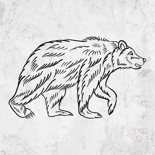 Brown Bear