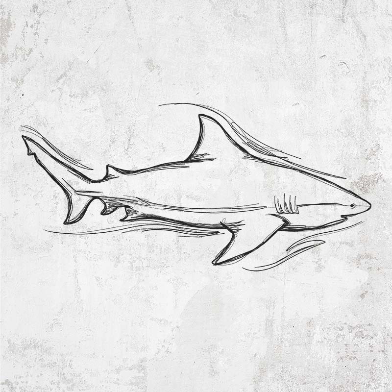 Bull Shark