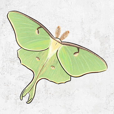 Vibrant Luna Moth Colorful Apparel and Accessories