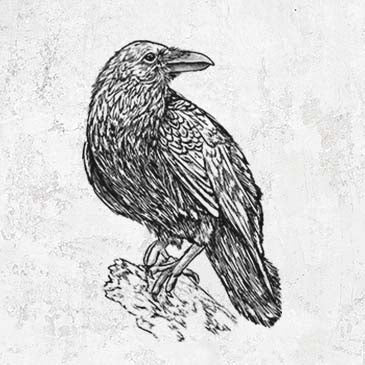 Detailed illustration common raven