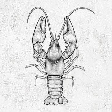 Guyandotte River Crayfish - Cambarus veteranus