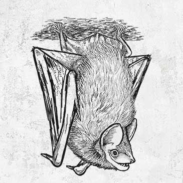 Eptesicus fuscus - Big Brown Bat