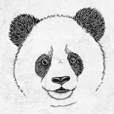Giant Panda