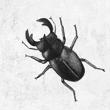 Dorcus titanus - Giant Stag Beetle