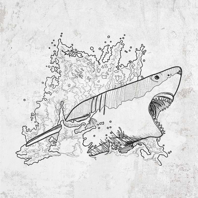 Great White Shark in Water
