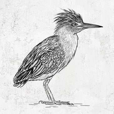 Green Heron - Butorides virescens